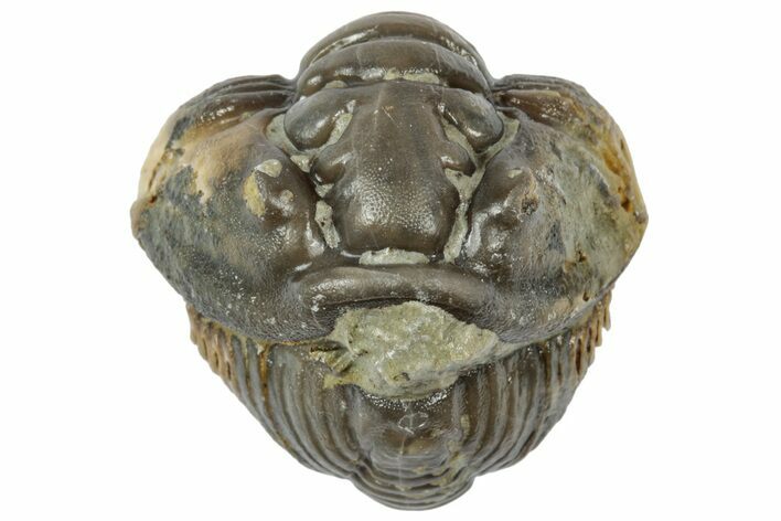 Wide Enrolled Flexicalymene Trilobite - Mt Orab, Ohio #358095